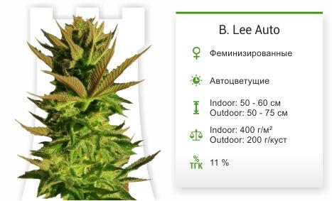 Сорт конопли B. Lee Auto B. Lee Auto fem от Kannabia Seed Company