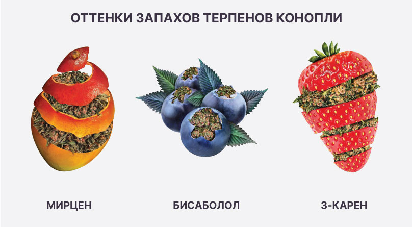 Терпены конопли Мирцен, бисаболол, 3-карен