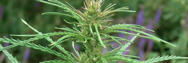 Дикорастущая сорная конопля