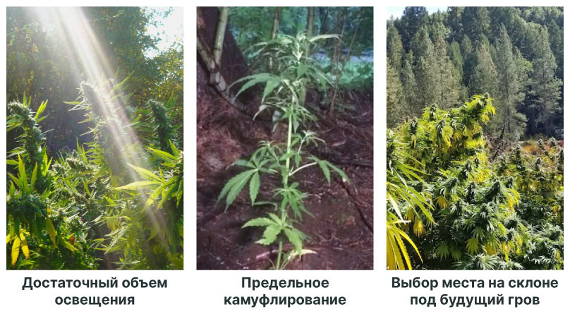 Как выбрать подходящий участок для грова Идеальное место для выращивания конопли