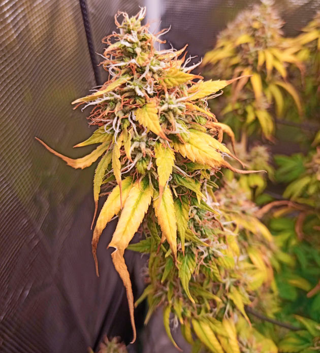 Подготовка к харвесту Куст Bruce Banner #3 от Herbies Seeds на 16 неделе