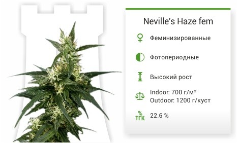 Сорт марихуаны Neville's Haze Neville's Haze fem (Green House Seeds)