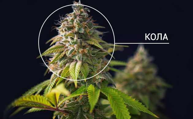 Колы конопли Кола марихуаны