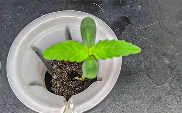 2 неделя выращивания конопли Саженец Auto Orange Bud