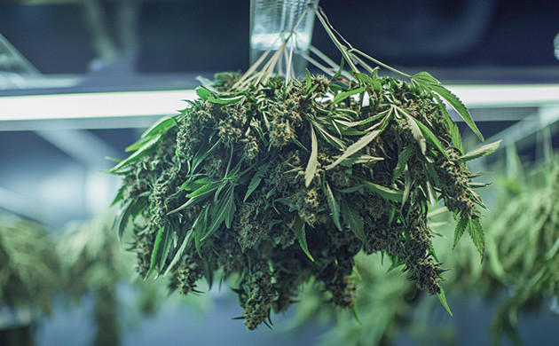 Сбор урожая конопли