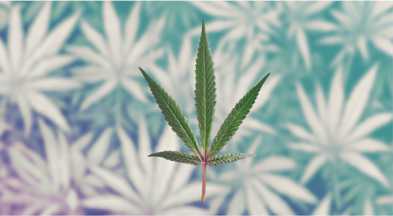 Подробнее о конопле рудералис Лист рудералиса