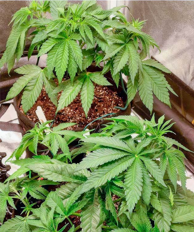 Топпинг конопли Растишки Lemon Tree от Barney's Farm на 4-5 неделе