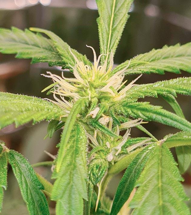 Проведение дефолиации и полив питательным раствором Куст Auto Orange Bud на 9 неделе выращивания