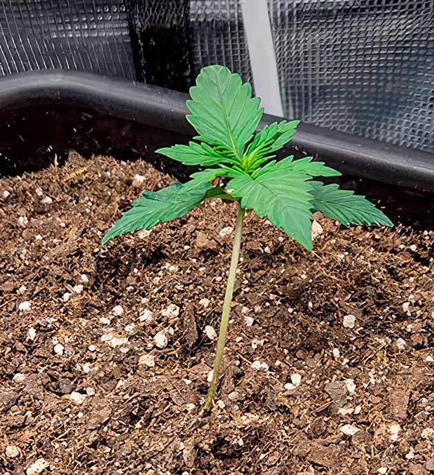 Росток Gorilla Punch Auto от FastBuds на 1-2 неделе