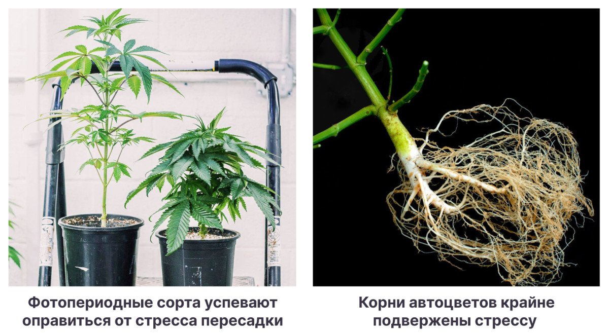 Подготовка нового горшка для пересадки Различия в световых потребностях фотопериодных и автоцветущих сортов
