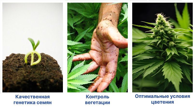 Выбор качественных семян конопли Основные условия выращивания