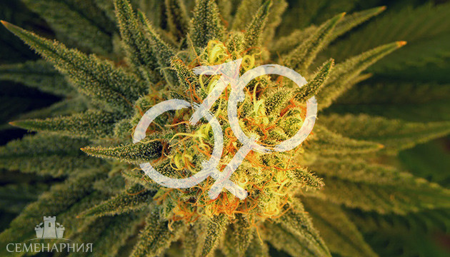 Мужские и женские соцветия каннабиса Соцветия конопли разных полов