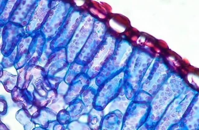 Клетки розмарина имеют идентичное строение с коноплей Срез листа розмарина