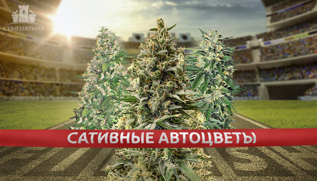 Автоцветущая сатива