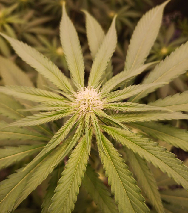 Активный рост и добавление стимуляторов Куст Banana Punch на стадии цветения