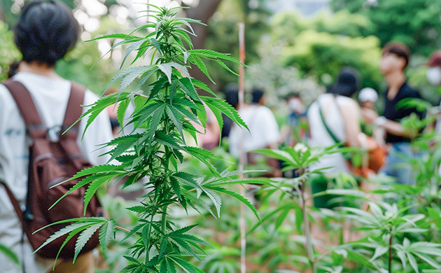 Выращивание конопли в парке Конопля в парке