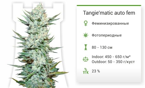 Сорт марихуаны Tangie’matic auto Tangie’matic auto (FastBuds)