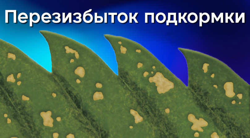 Неправильная подкормка Пятна на листьях конопли