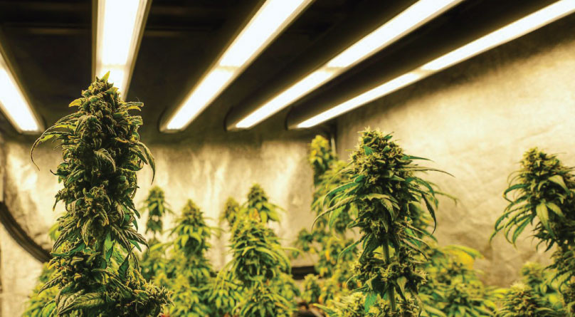 Освещение в гроубоксе Освещение конопли