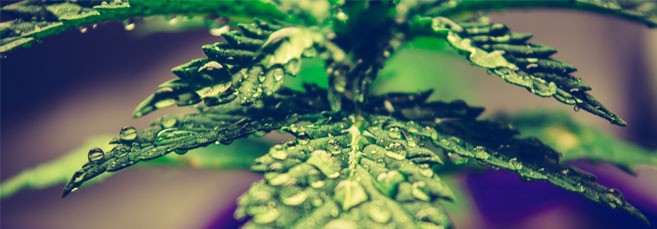 Водный стресс Водный стресс конопли