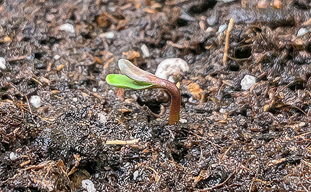 Проращивание семян Проращивание