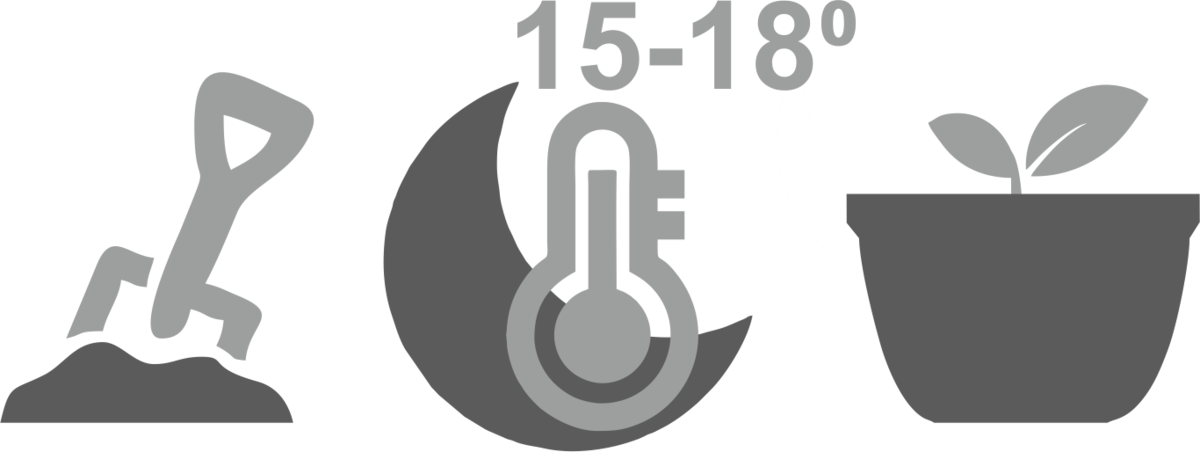 условия для крепкого корня конопли условия для крепкого корня конопли