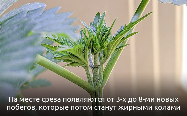 Что такое fim-обрезка