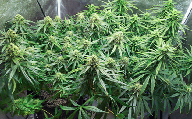 Последняя дефолиация на 9 неделе Развитие кустов на 9 неделе