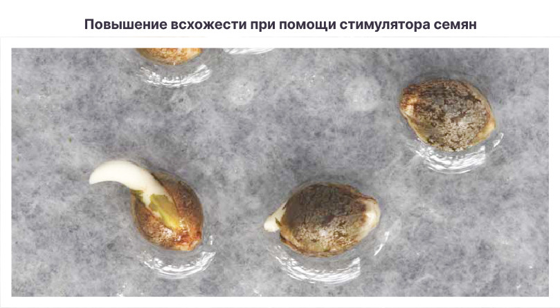 Повышение всхожести семян