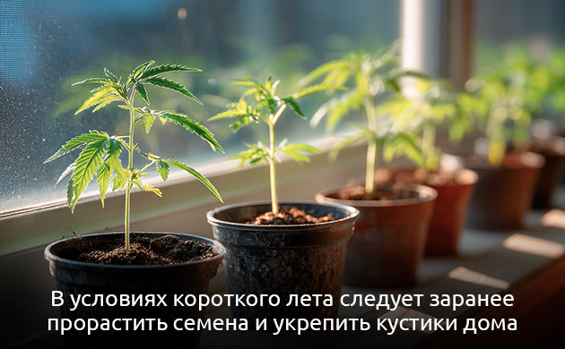 Начало подготовки к выращиванию конопли в аутдоре зависит от выбора сорта каннабиса Подготовка к выращиванию конопли в аутдоре