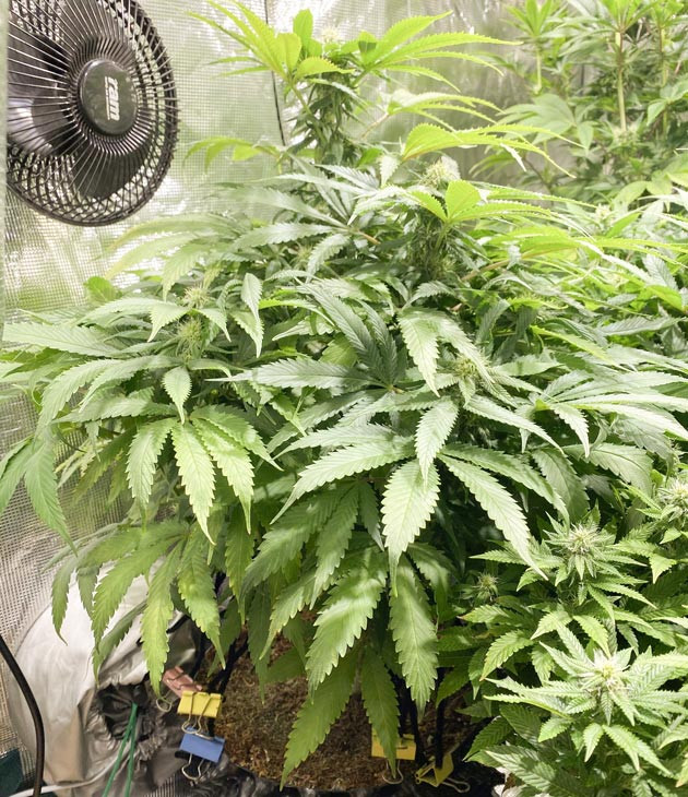 Начало цветения Куст Gorilla Glue #4 от Original Sensible Seeds на стадии цветения