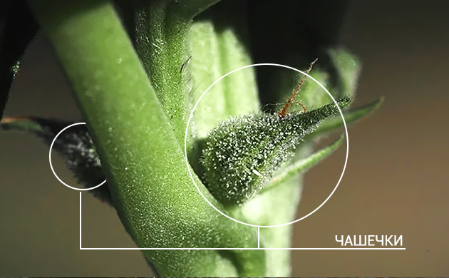 Чашечки марихуаны Чашечки конопли