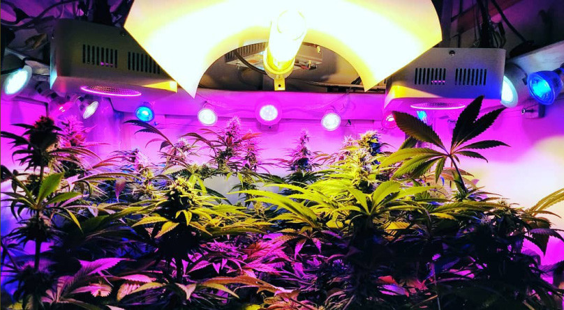 Ошибки в освещении конопли Освещение в гроубоксе