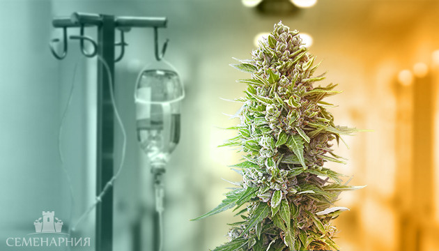 Болезни каннабиса Лечение конопли