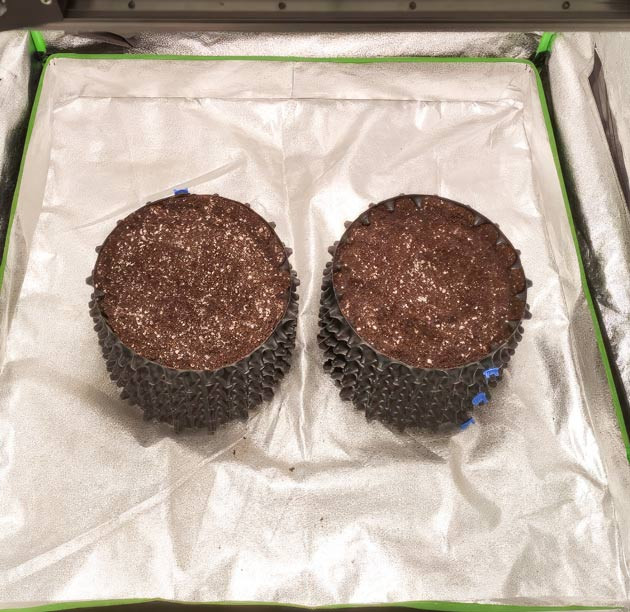 Проращивание семени Проращивание сорта Alpha 21