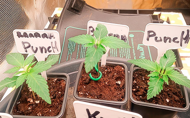 Проращивание и пересадка в маленькие горшки Ростки Banana Punch от Barney's Farm на 1-2 неделе