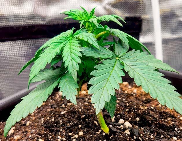 Растишка Gorilla Punch Auto на 3 неделе выращивания