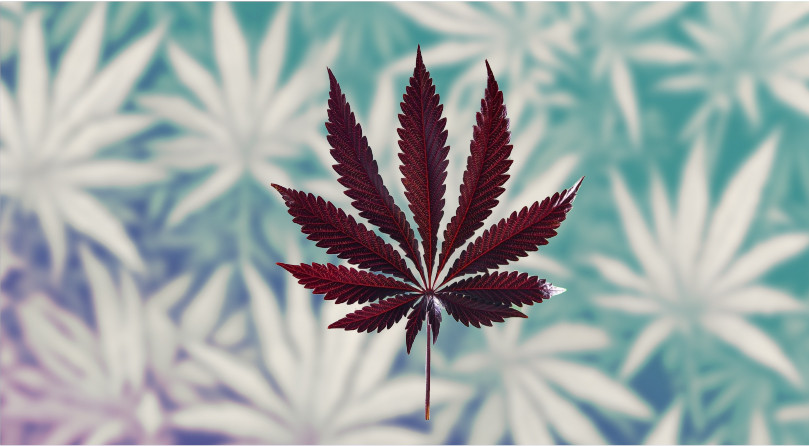 Подробнее об Индике Лист Индики