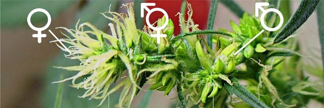 Самоопыление конопли Что такое самоопыление марихуаны