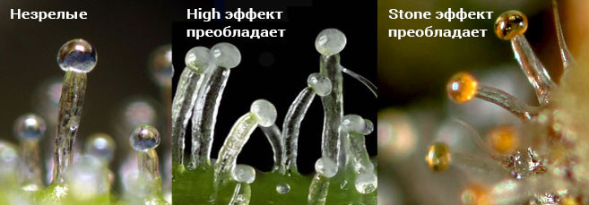 Влияние трихом конопли на воздействие марихуаны Как трихомы влияют на эффект марихуаны