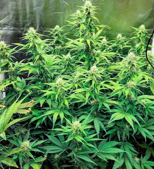 Куст Gorilla Punch Auto от FastBuds на 7-8 неделе