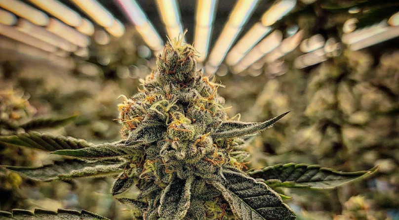 Светодиодные светильники для конопли Куст под LED лампой