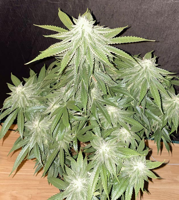 Появление трихом Куст Gorilla Glue #4 на 9-10 неделе