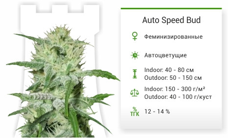 Auto Speed Bud от Female Seeds