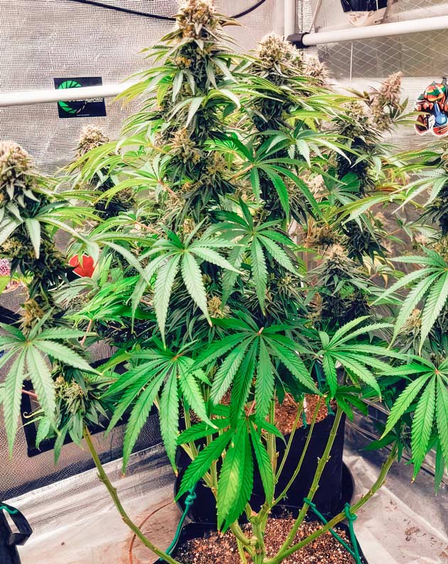 Минимальное вмешательство и поддержание стабильных условий до харвеста Куст DDoS #33 на 12 неделе выращивания