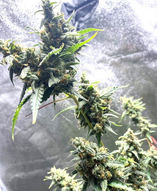 Промывка и сбор урожая Харвест 12 неделя