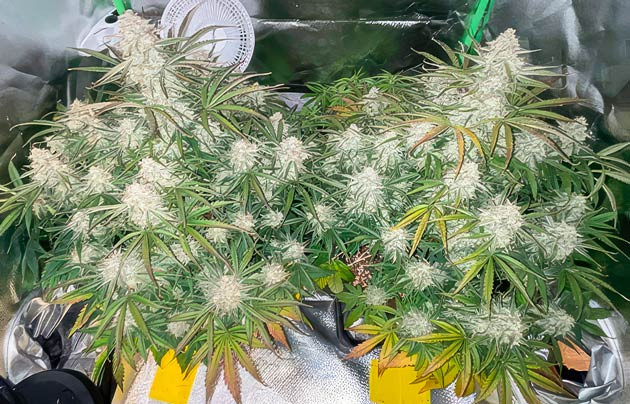 Начало промывки Кусты Apollo F1 Auto от RQS на 9 неделе