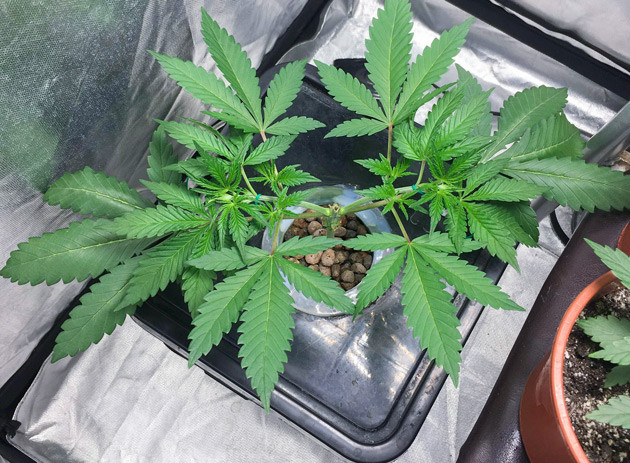 Проведение тренировок Куст DDoS #33 от Herbies Seeds на 3 неделе