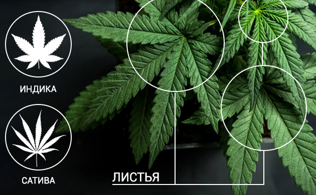 Отличие листа сативы от индики Лист конопли