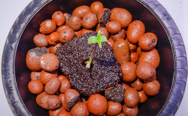 Проращивание в торфяных таблетках